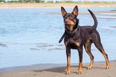 Avustralya ırklarının doğurmak köpek kum üzerinde ve bir nehir çalış