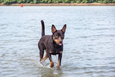 Avustralya ırklarının doğurmak köpek kum üzerinde ve bir nehir çalış