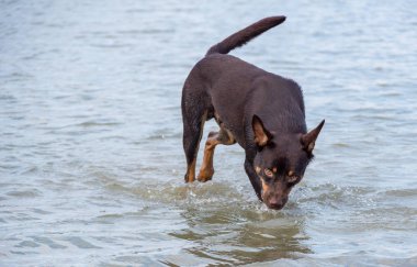 Avustralya ırklarının doğurmak köpek kum üzerinde ve bir nehir çalış