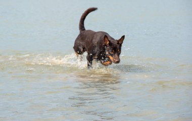 Avustralya ırklarının doğurmak köpek kum üzerinde ve bir nehir çalış