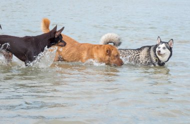 Avustralya ırklarının doğurmak köpek kum üzerinde ve bir nehir çalış