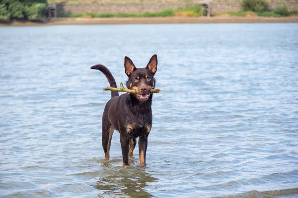 Avustralya ırklarının doğurmak köpek kum üzerinde ve bir nehir çalış