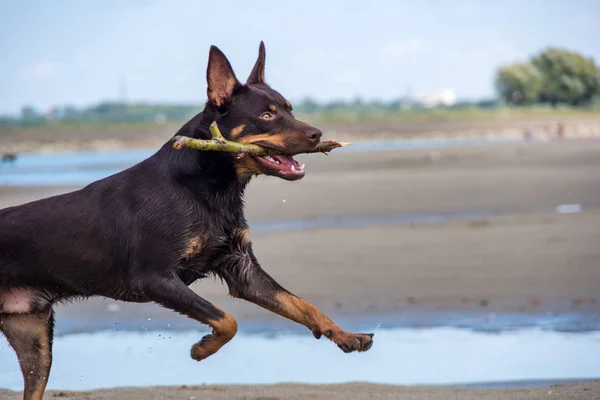 Avustralya ırklarının doğurmak köpek kum üzerinde ve bir nehir çalış