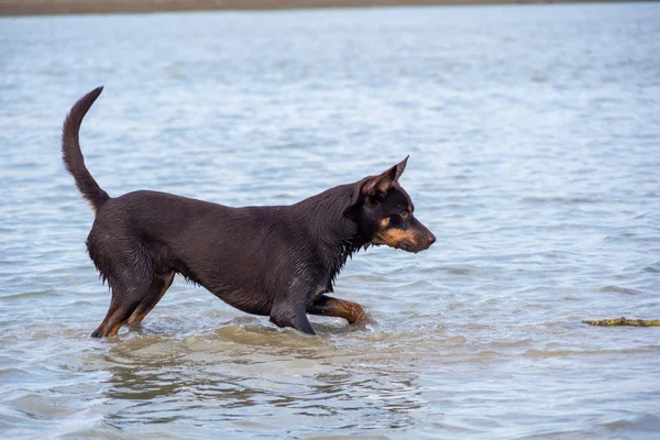 Een Hond Van Het Ras Australian Kelpie Speelt Zand Een — Stockfoto