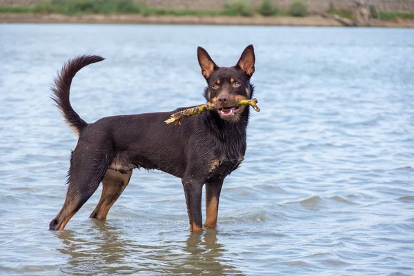 Cão Raça Kelpie Australiana Brinca Areia Rio — Fotografia de Stock