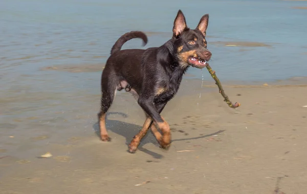 Dog Australian Kelpie Breed Plays Sand River — Stock Photo, Image