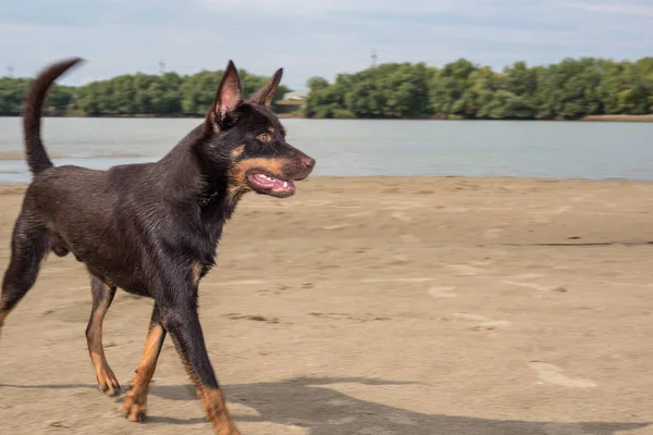 Een Hond Van Het Ras Australian Kelpie Speelt Zand Een — Stockfoto