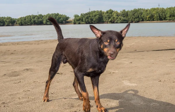 Een Hond Van Het Ras Australian Kelpie Speelt Zand Een — Stockfoto