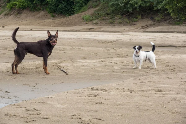 Avustralya ırklarının doğurmak köpek kum üzerinde ve bir nehir çalış