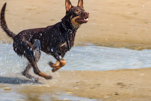 Een Hond Van Het Ras Australian Kelpie Speelt Zand Een — Stockfoto