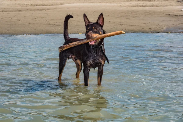Een Hond Van Het Ras Australian Kelpie Speelt Zand Een — Stockfoto
