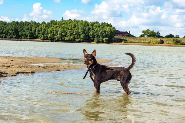 Avustralya ırklarının doğurmak köpek kum üzerinde ve bir nehir çalış