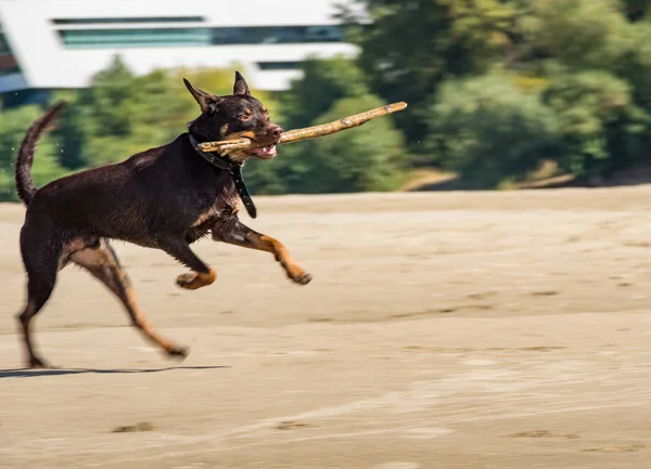 Avustralya ırklarının doğurmak köpek kum üzerinde ve bir nehir çalış