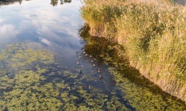 Yaban ördekleri yüzmek Köyü'nde sonbahar günbatımı, nehre