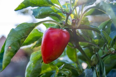 Bahçede solmuş üzerinde büyüyen tatlı Bulgar biber