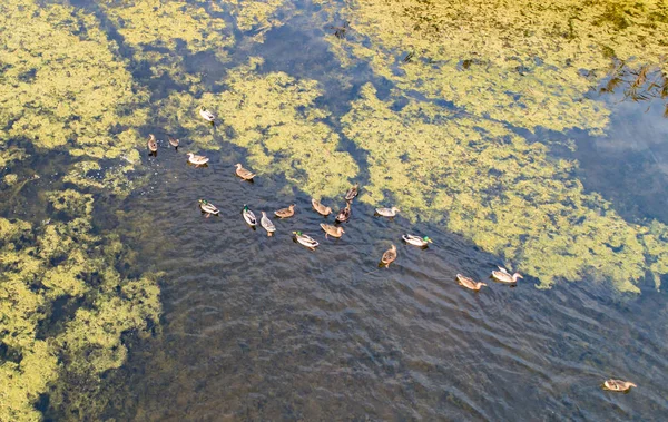 Wild Ducks Swim River Next Village Sunset Autumn — Stock Photo, Image