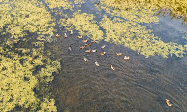 Dzikie Kaczki Pływania Rzece Obok Wsi Zachodzie Słońca Jesieni — Zdjęcie stockowe