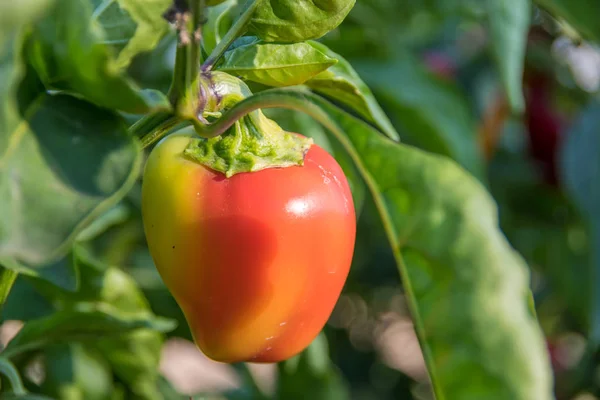 Sweet Bulgarian pepper growing in the garden on the withered