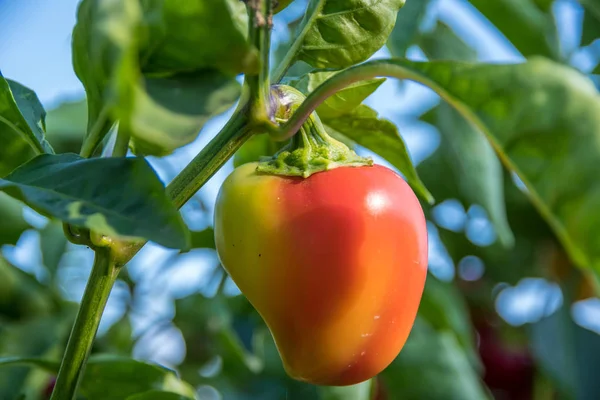 Sweet Bulgarian pepper growing in the garden on the withered