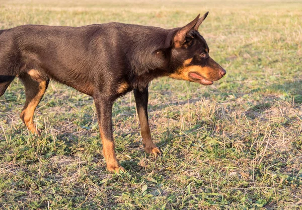 Australian Kelpie Dog Watches Chases Drone Tries Catch — Stock Photo, Image
