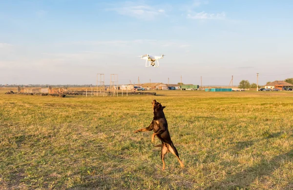The Australian kelpie dog watches and chases the drone and tries to catch it