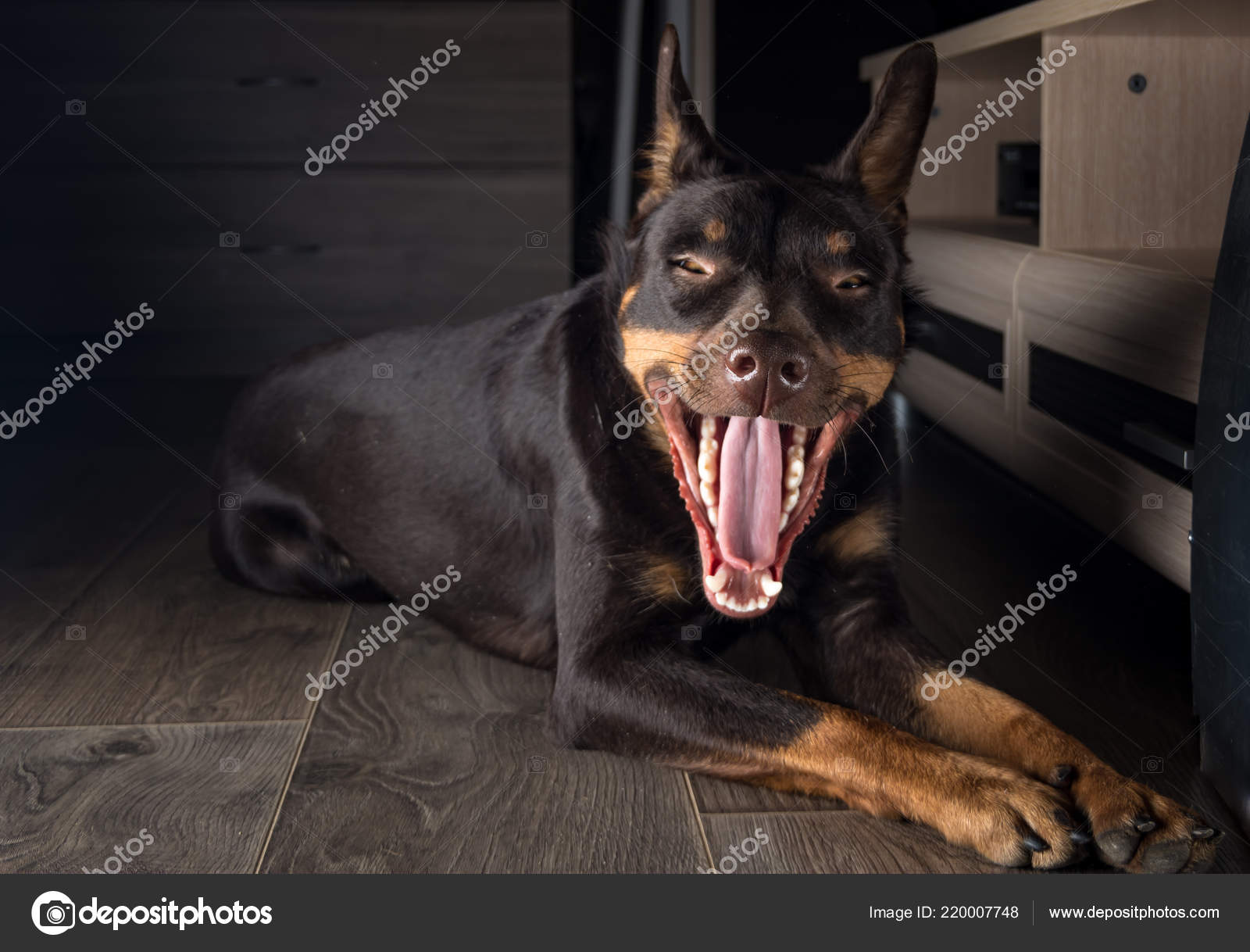 Are Kelpie Dogs Aggressive