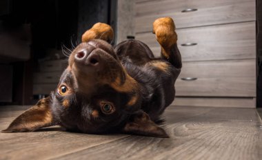 Köpek doğurmak Avustralya ırklarının portre bir apartman dairesinde laminant üzerinde