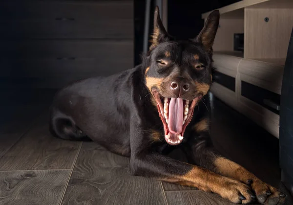 Razza Cane Australian Kelpie Ritratto Appartamento Sul Laminato — Foto Stock