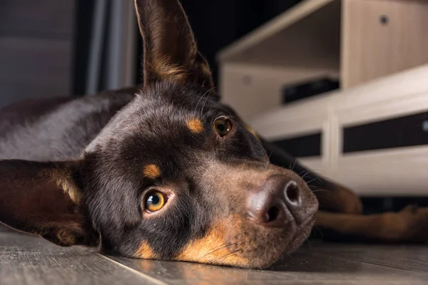 Razza Cane Australian Kelpie Ritratto Appartamento Sul Laminato — Foto Stock