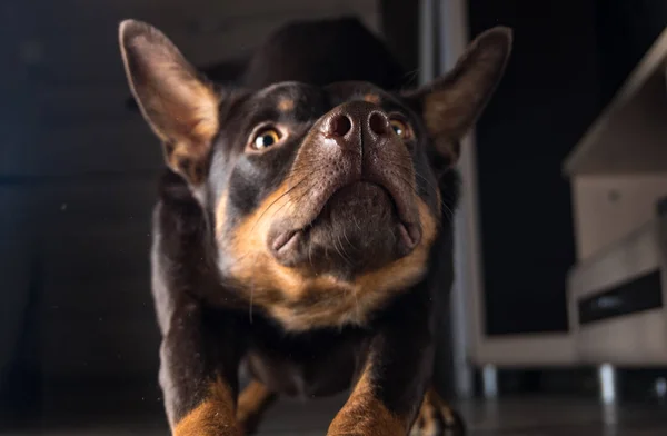 Razza Cane Australian Kelpie Ritratto Appartamento Sul Laminato — Foto Stock