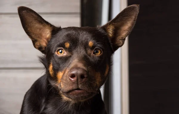 Portrait Kelpie Australien Race Canine Dans Appartement Sur Stratifié — Photo