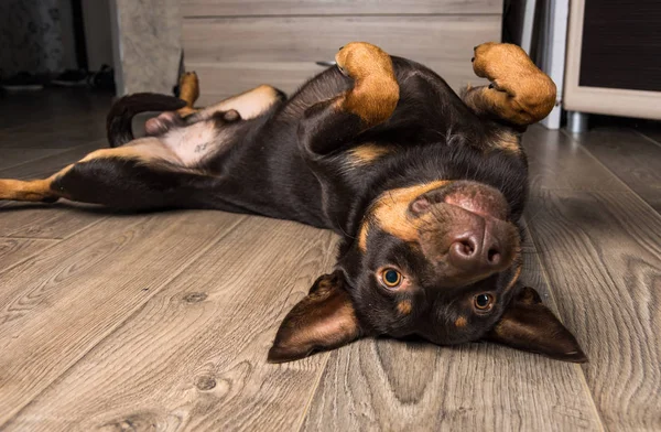 Köpek doğurmak Avustralya ırklarının portre bir apartman dairesinde laminant üzerinde