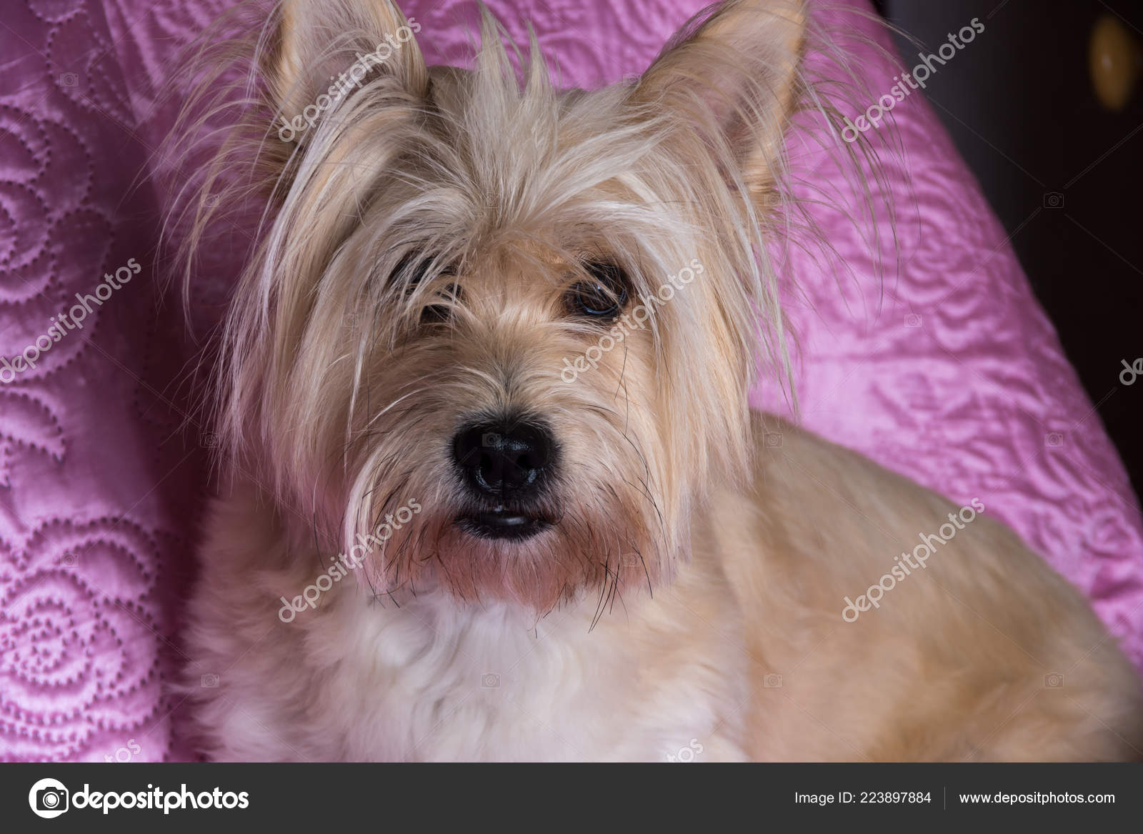long haired cairn terrier