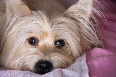 Cairn Terrier köpek açık kahverengi kanepede uzun saçlı