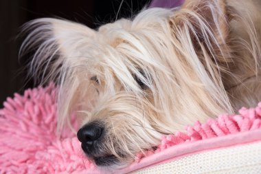 Cairn Terrier köpek açık kahverengi kanepede uzun saçlı