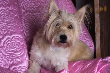 Cairn Terrier köpek açık kahverengi kanepede uzun saçlı