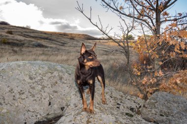 Australian Kelpie dog in the fall in a field with dry grass clipart