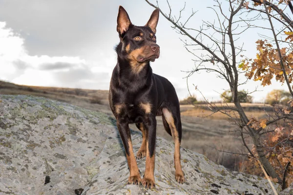 Sonbaharda Avustralya ırklarının köpek kuru ot bir alana