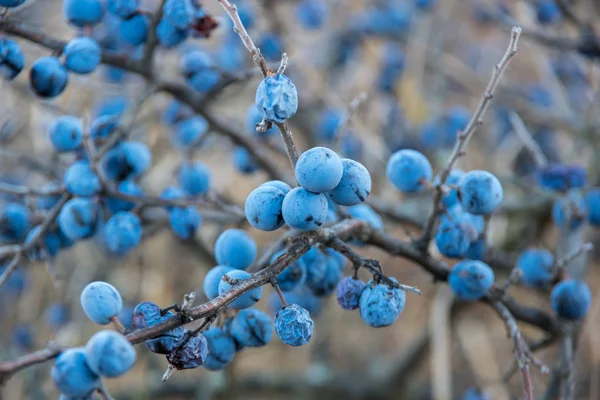 Épines Bleu Foncé Épines Piquantes Automne Sur Les Branches Buisson — Photo