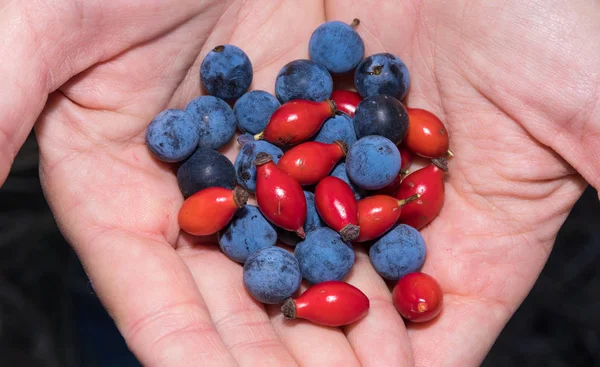 Dunkelblaue Schlehen Und Rote Hagebuttenbeeren Stapeln Sich Der Palme — Stockfoto