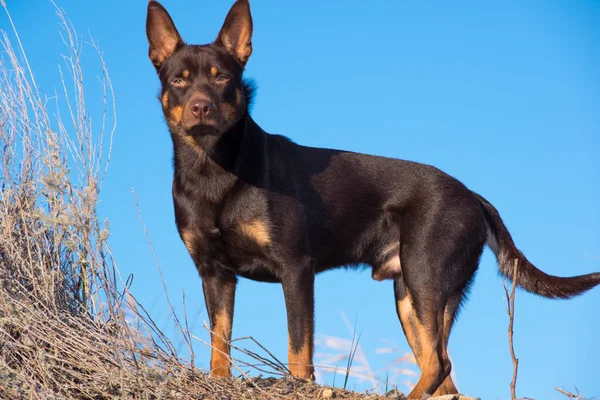 Australian Kelpie Hund Höst Ett Fält Med Torrt Gräs — Stockfoto