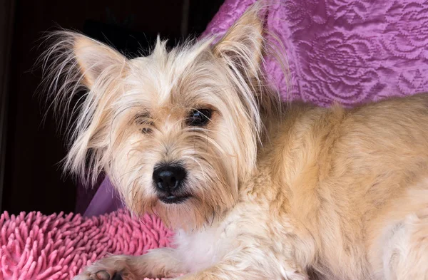 Cairn Terrier Pies Jasny Brąz Długimi Włosami Kanapie — Zdjęcie stockowe