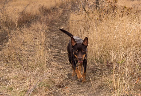 Australian Kelpie dog in the fall in a field with dry grass