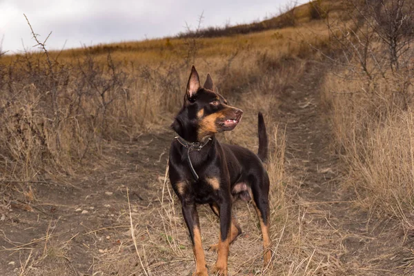 乾いた草のフィールドで秋にオーストラリアン ケルピー犬 — ストック写真