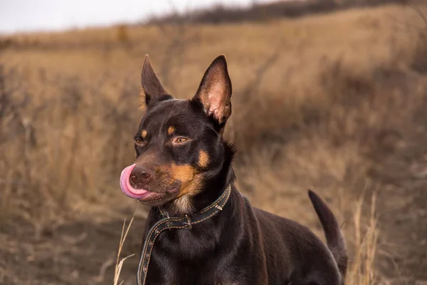 Australian Kelpie Hund Höst Ett Fält Med Torrt Gräs — Stockfoto