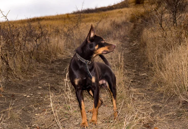 乾いた草のフィールドで秋にオーストラリアン ケルピー犬 — ストック写真