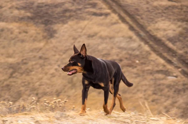 Australische Kelpie Hond Herfst Een Veld Met Droog Gras — Stockfoto