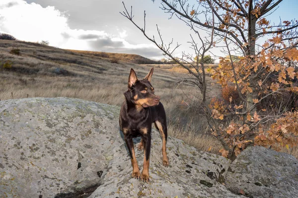 Sonbaharda Avustralya ırklarının köpek kuru ot bir alana