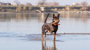 Avustralya ırklarının köpek çalıştırır ve kum Nehri yanındaki üzerinde çalış