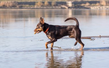Avustralya ırklarının köpek çalıştırır ve kum Nehri yanındaki üzerinde çalış
